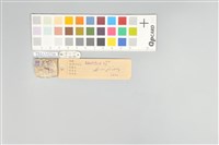 五色鳥藏品圖，第21張